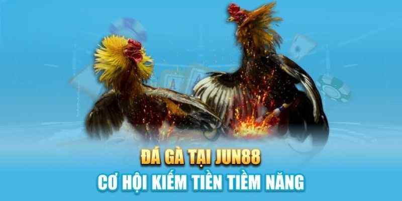Cửa cược đá gà Thái Lan và tỷ lệ ăn chuẩn xác nhất 